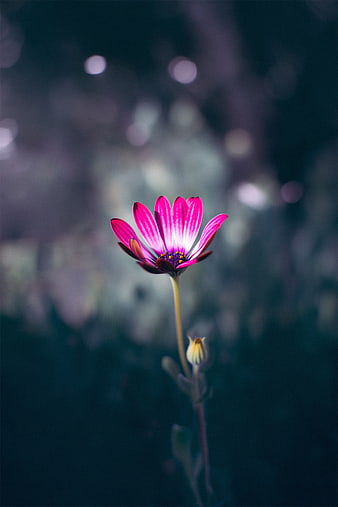 Vibrant Pink Osteospermum Flower Against Dark Bokeh Background