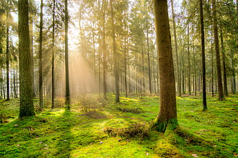 Sunbeams shining through pine trees in a misty forest