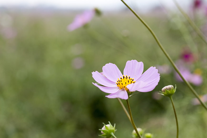 Close-up of a pink cosmos flower with yellow center