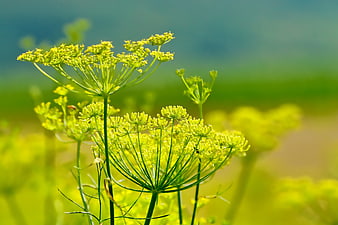 Yellow Fennel Flowers In A Field With Blurred Green Background