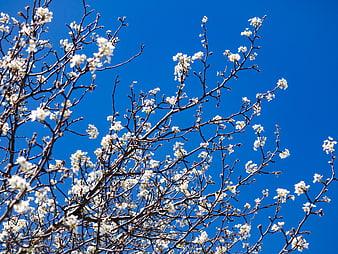 White Blossoms on Tree Branches Against Blue Sky