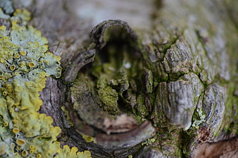 Close-up of yellow lichen and moss on textured tree bark