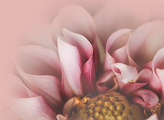 Soft Pink Dahlia Flower Close-Up with Blurred Background