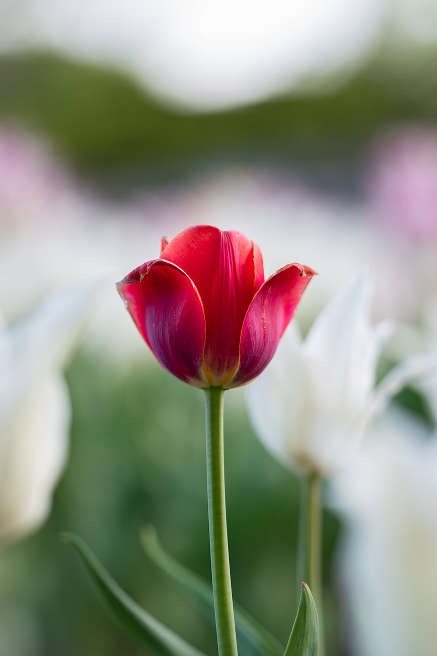 Close-up of a vibrant red tulip in a garden