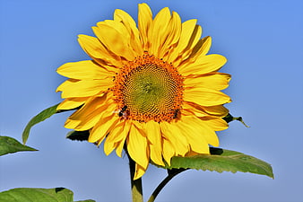 Vibrant Sunflower Close-Up Against Clear Blue Sky