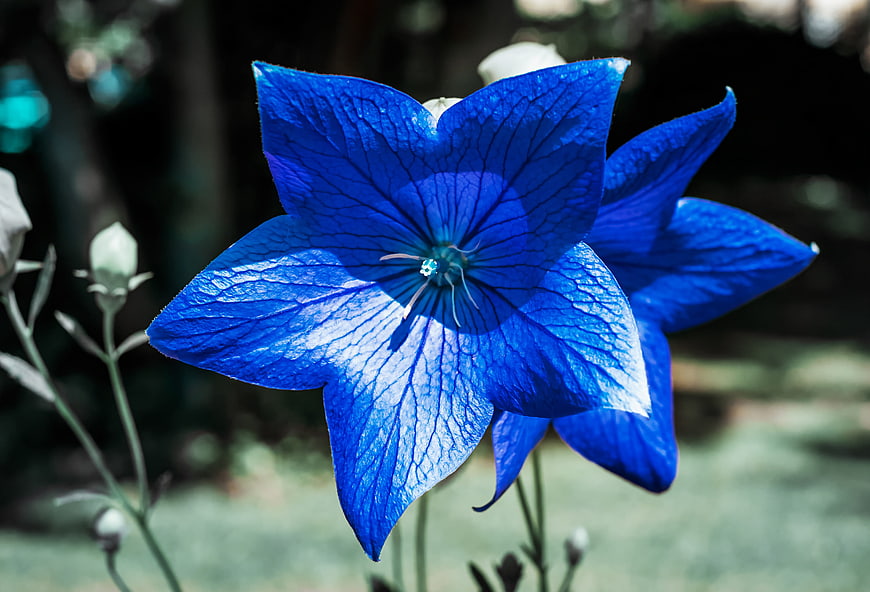 Vibrant Blue Bellflower Close-Up with Dark Blurred Garden Background