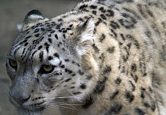 Close-up portrait of a snow leopard head and fur