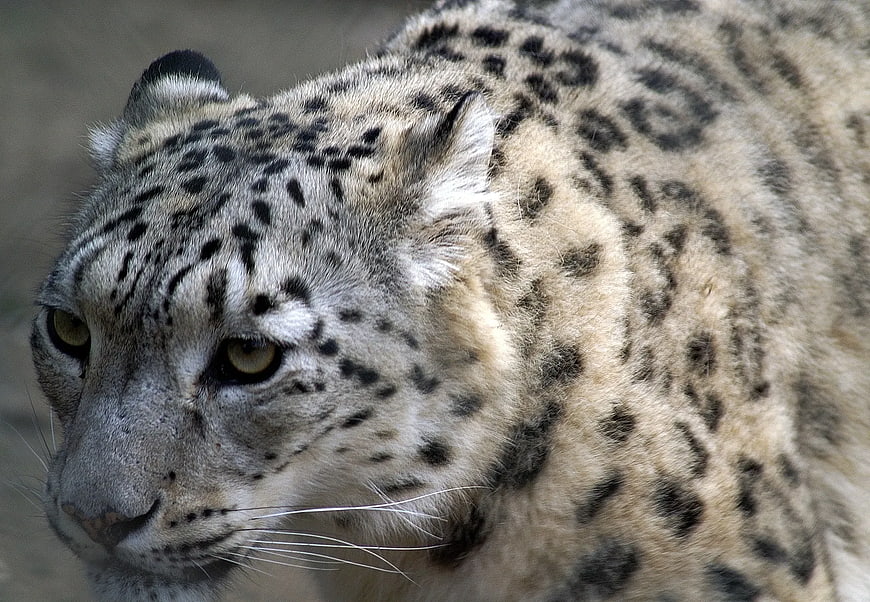 Close-up portrait of a snow leopard head and fur