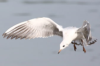 Seagull in Flight Over Water