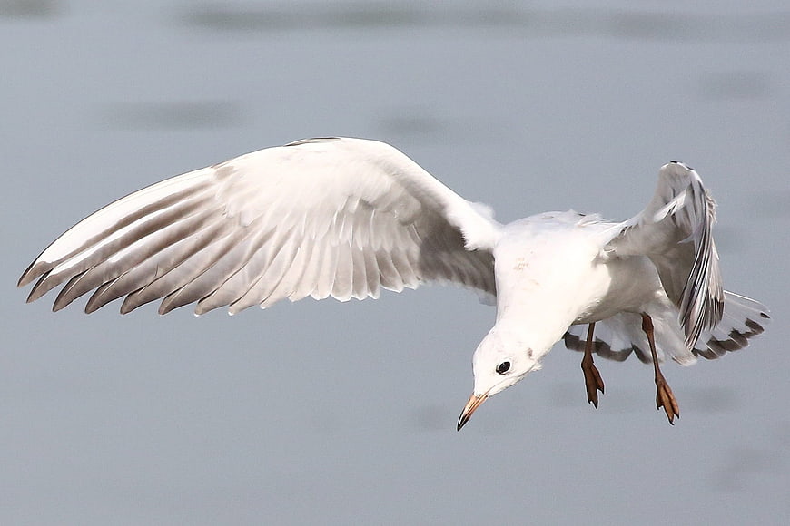 Seagull in Flight Over Water
