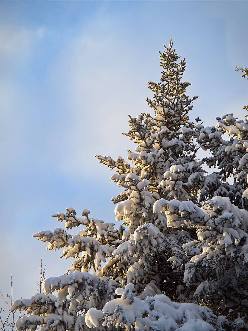 Snow-covered spruce tree branches against a blue winter sky
