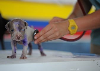 Cute puppy with purple markings being examined by veterinarian