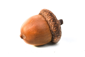 Single brown acorn isolated on white background