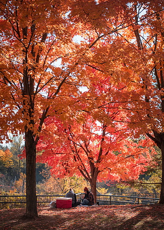 Couple Picnicking Under Vibrant Red Autumn Trees