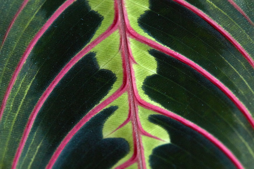 Macro Close-Up of Colorful Calathea Leaf Veins