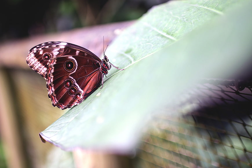 Brown Owl Butterfly on Green Leaf Close Up