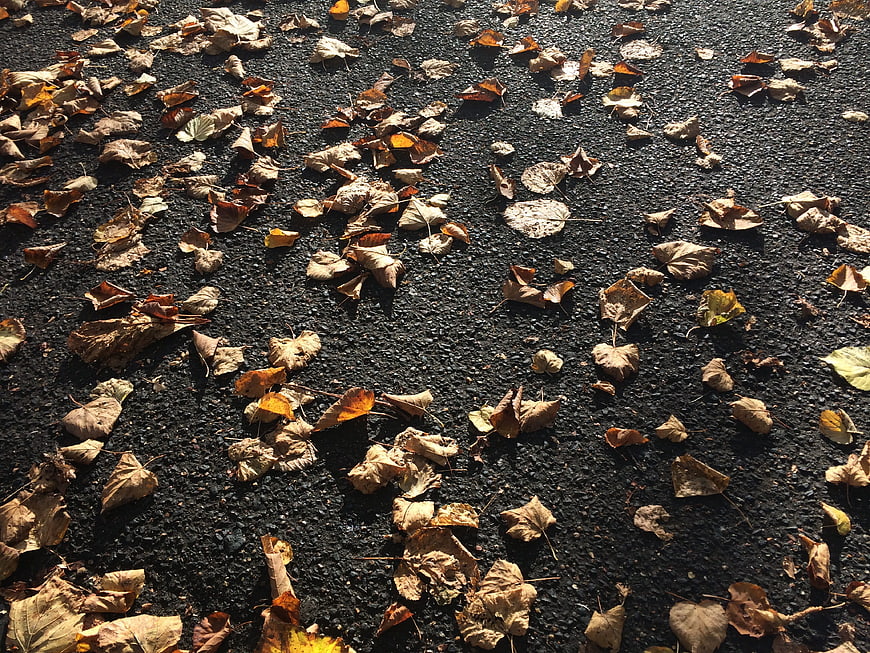 Autumn Leaves Scattered on Dark Asphalt Pavement