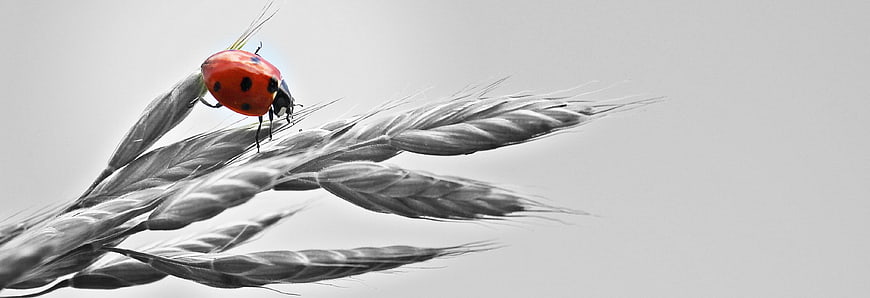 Red Ladybug on Black and White Wheat Ears