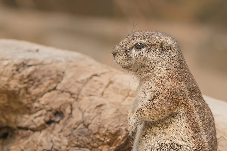 Close-up of a Meerkat Standing Alert on a Rock