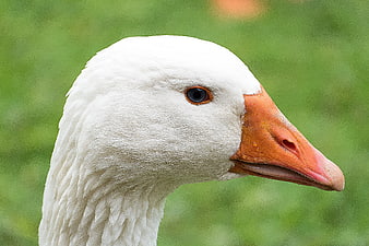 Close-up portrait of a white goose head with orange beak