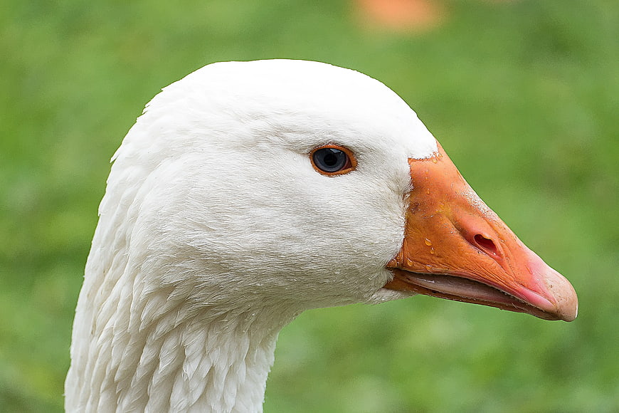 Close-up portrait of a white goose head with orange beak