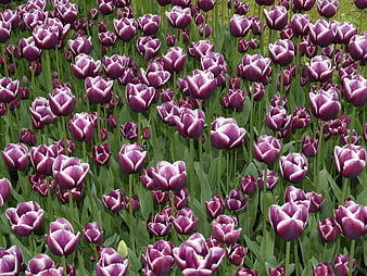 Field of Purple Tulips with White Edges