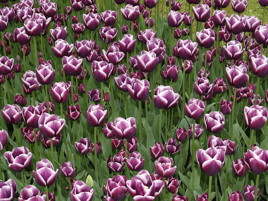 Field of Purple Tulips with White Edges