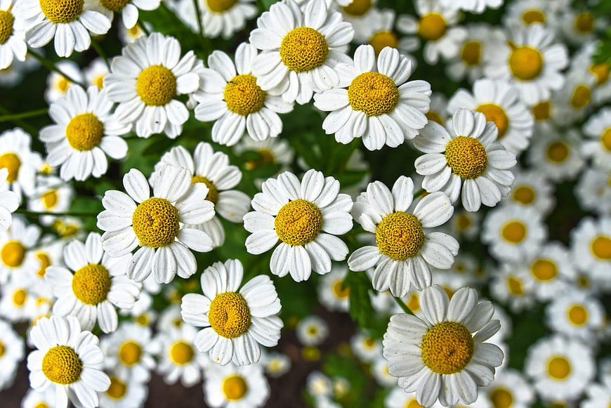 Close-up of white chamomile flowers with yellow centers
