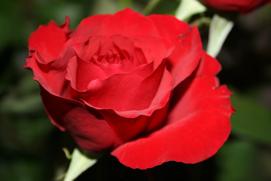 Close-up of a vibrant red rose with blurred green background