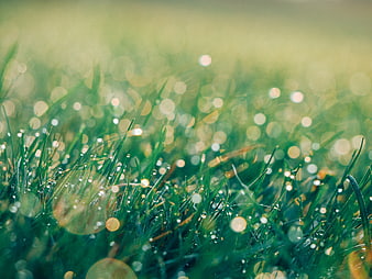 Close-up of green grass with morning dew and bokeh