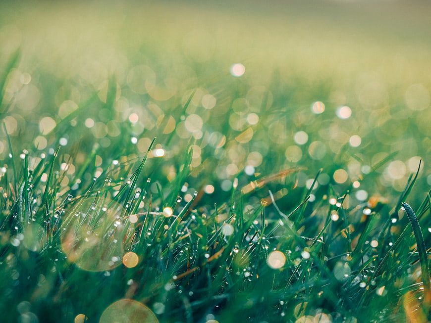 Close-up of green grass with morning dew and bokeh