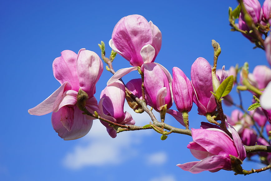 Pink Magnolia Blossoms Blooming Against A Clear Blue Sky