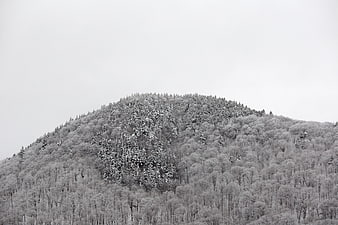 Snow-Covered Mountain Forest in Winter