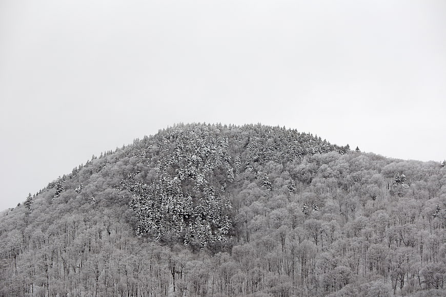 Snow-Covered Mountain Forest in Winter
