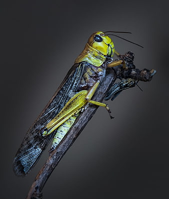 Macro photography of a yellow grasshopper on a twig