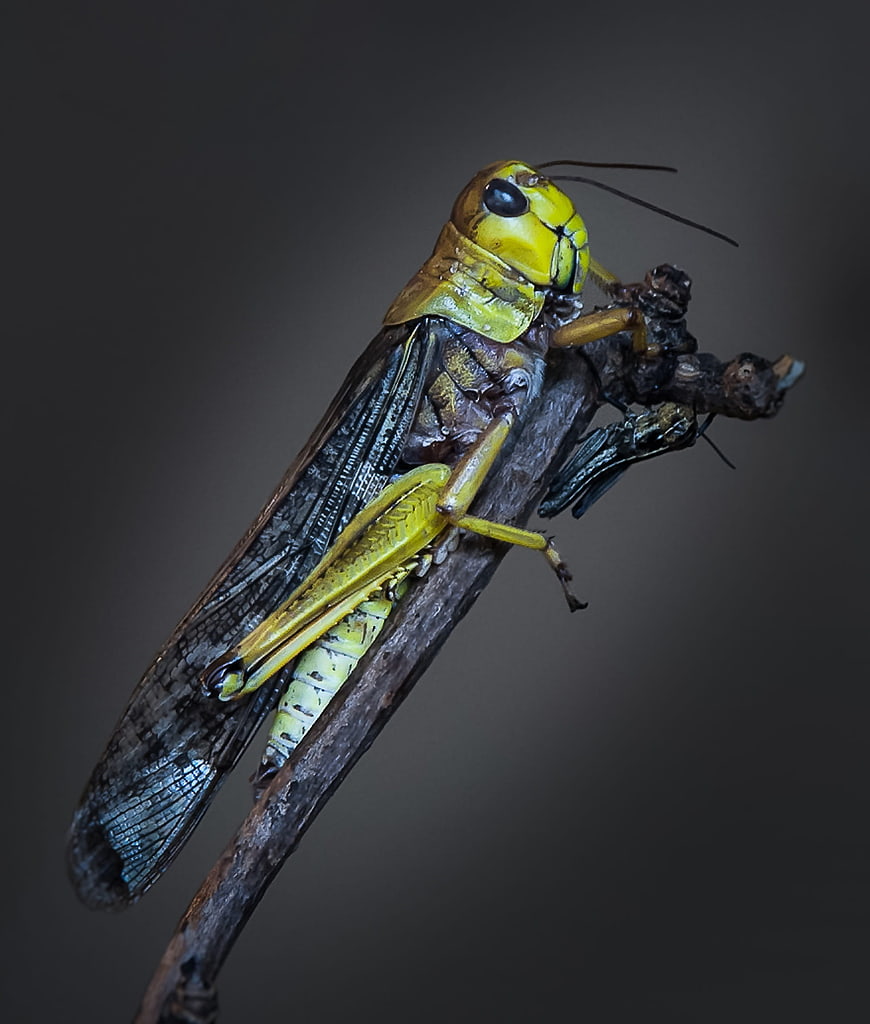 Macro photography of a yellow grasshopper on a twig