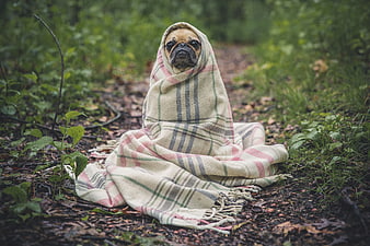 Cute pug wrapped in plaid blanket sitting in forest