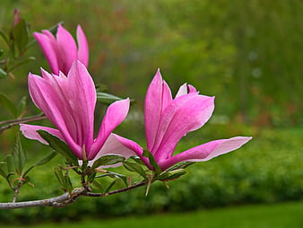 Pink Magnolia Blossoms on Branch with Green Background