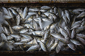 Fresh Silver Fish on Ice at Seafood Market