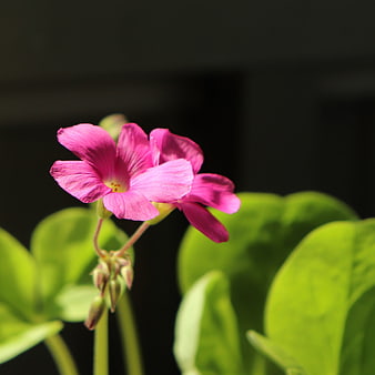 Vibrant Pink Oxalis Flower Close-Up with Green Leaves