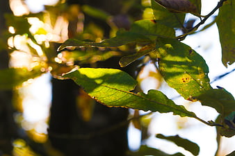 Sunlit green leaves with autumn spots and bokeh background