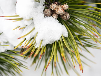 Close-up of Snowy Pine Branch with Cones