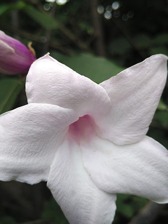 Close-up of white and pink petunia flower with blurred green background