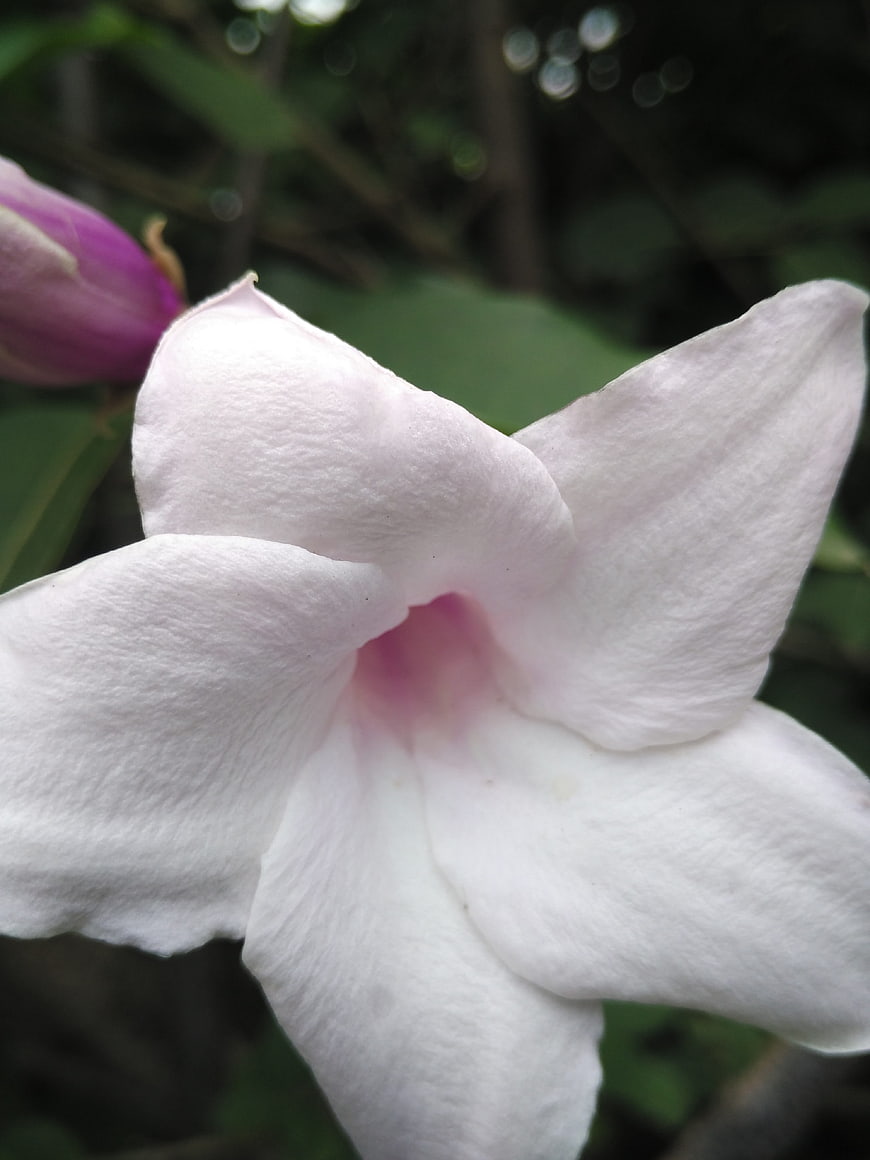 Close-up of white and pink petunia flower with blurred green background