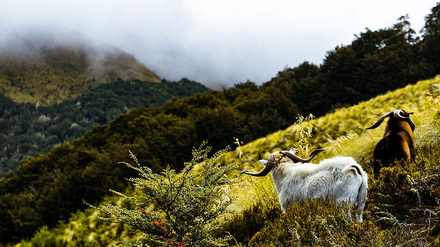 Two goats grazing on a misty mountain slope
