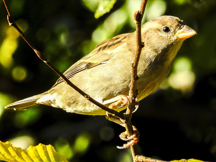 Close-up of a female house sparrow perched on a branch