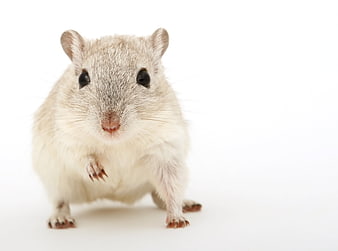 Cute light brown gerbil isolated on a white background