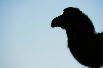Silhouette of camel head against blue sky