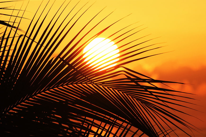 Palm Frond Silhouette Against Vibrant Orange Sunset Sky
