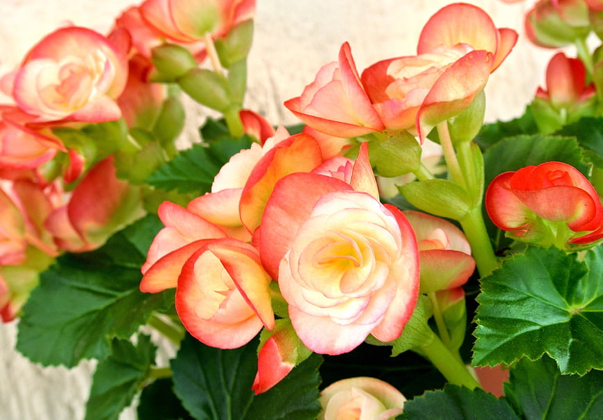 Close-up of Pink and Yellow Begonia Flowers with Green Leaves